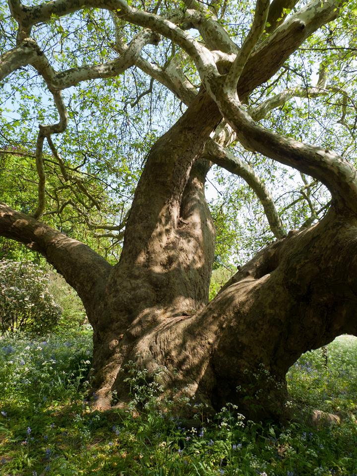 Jabberwocky ⓒ James Trickey