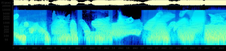 spectrogram_of_look